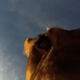 Illustration for article titled Lion Steals and Chomps on GoPro While Filming